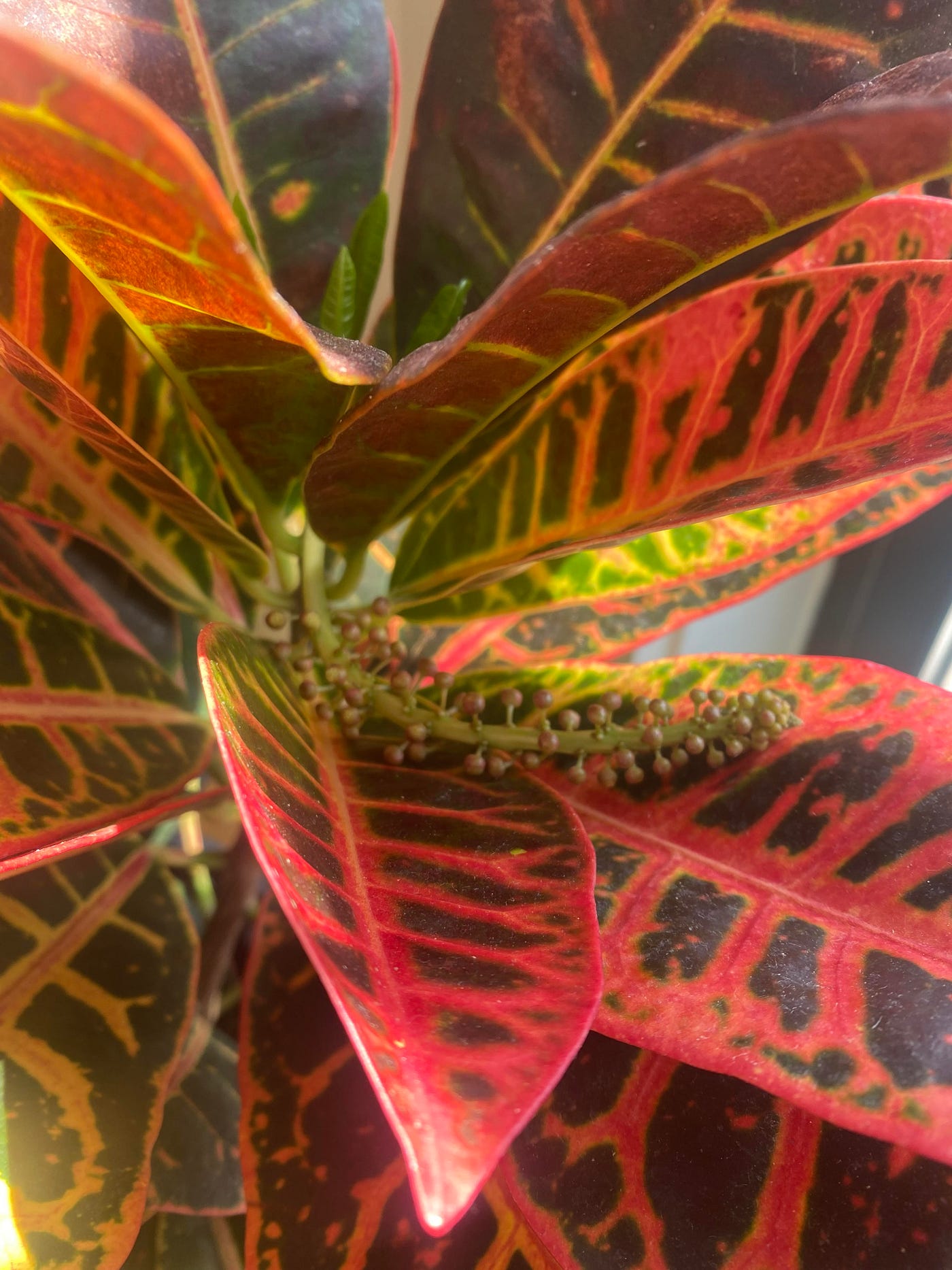 What Is Up With my Croton?. And What Do Croton Flowers Look Like? by