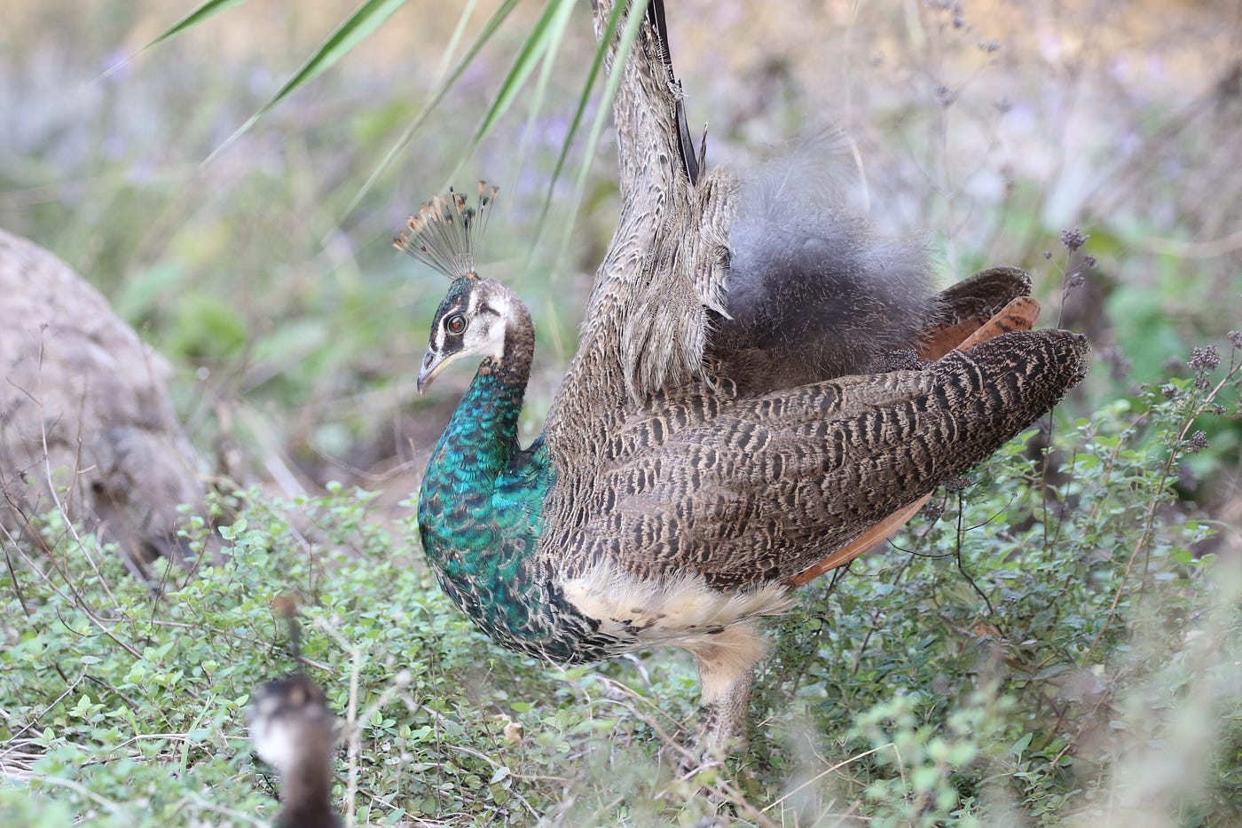 A closeup of a peacock flapping its wings.