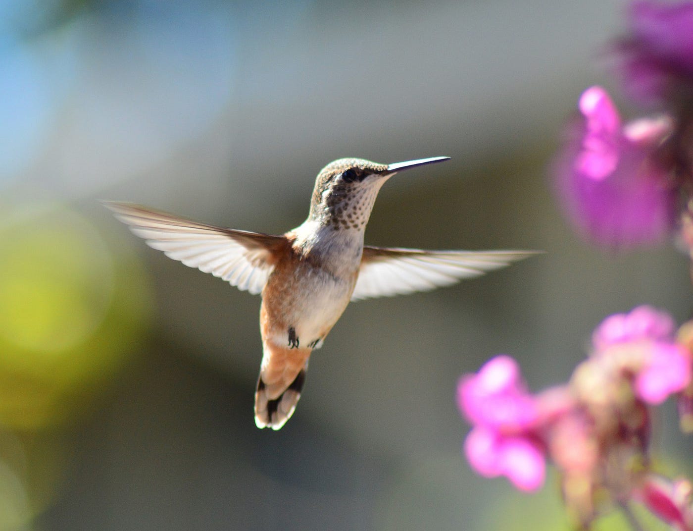 A tiny hummingbird hovers beside a trumpet flower