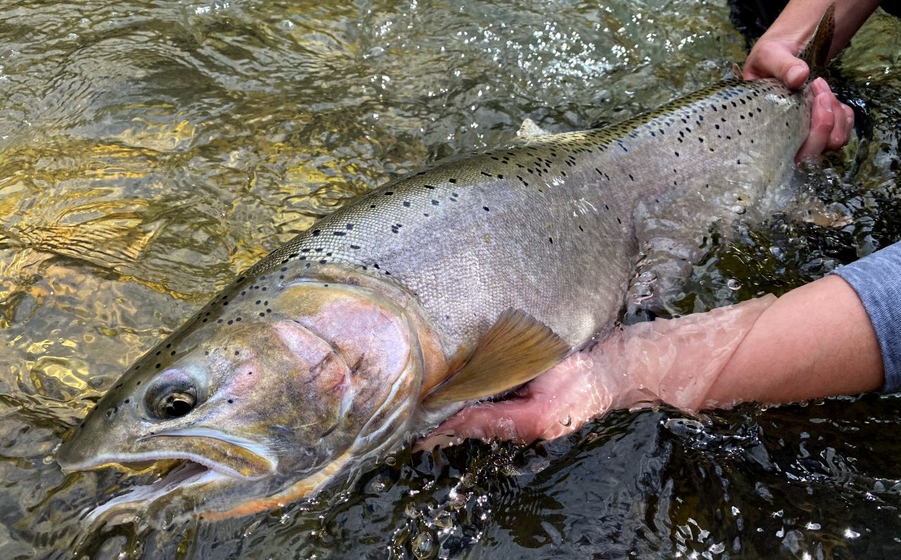 A big trout held half in the water