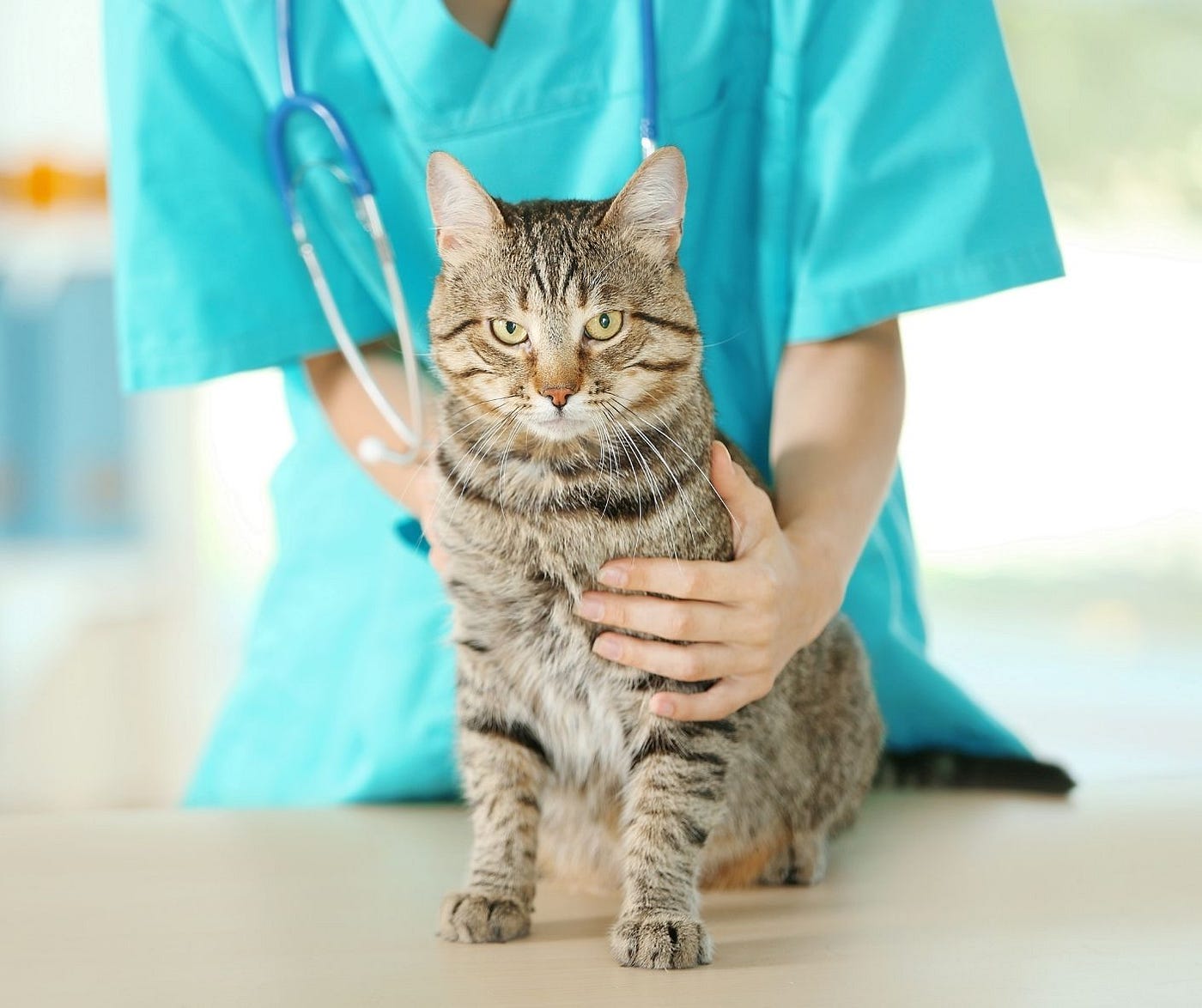 How Can I Tell if My Cat is Sick? by Shelley Wenger Mar, 2022 Medium