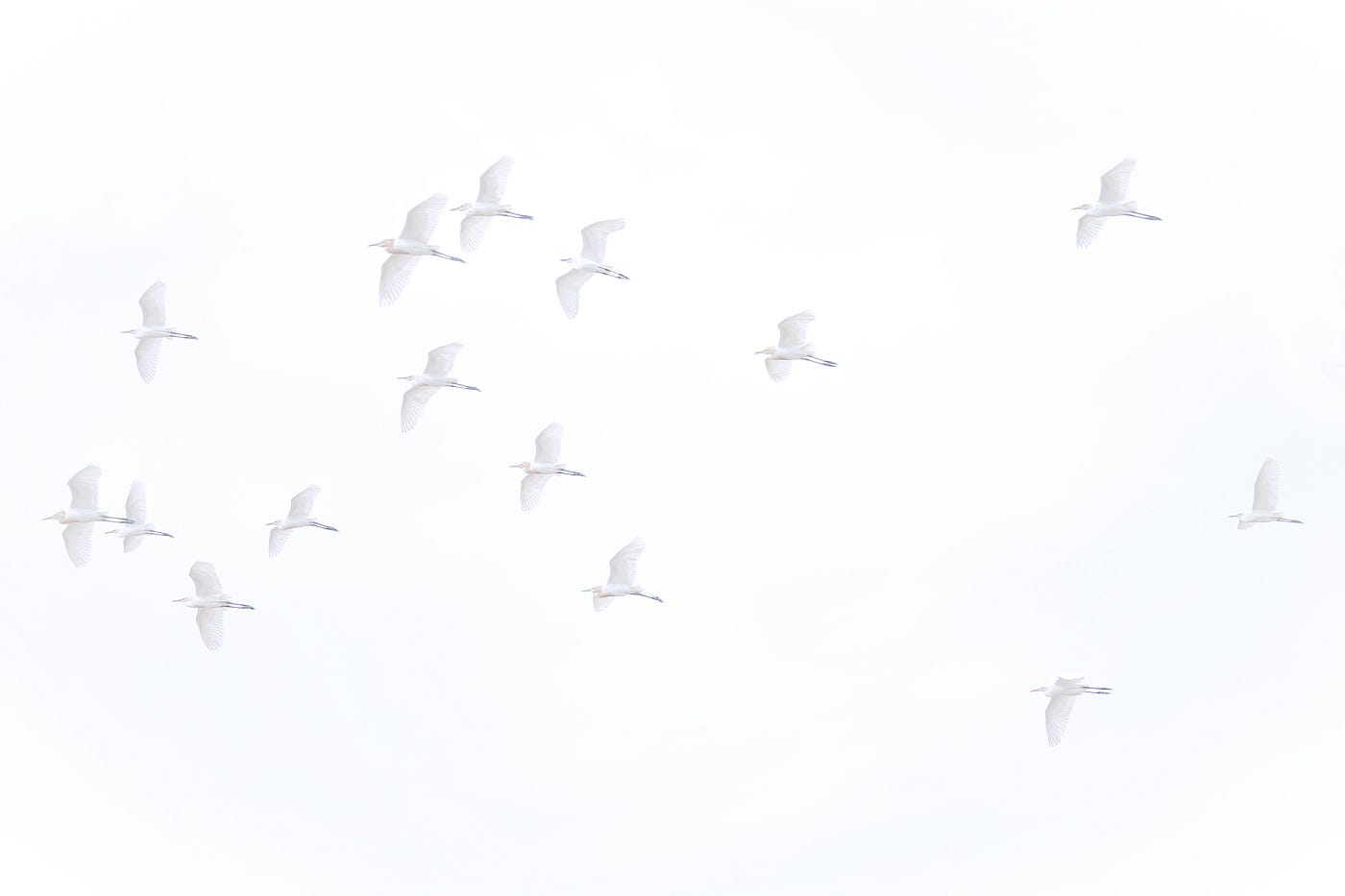 A Flock Of White Birds That Fills Your Heart 吉兆の白い鳥 ウジ トモコ Tomoko Uji Medium