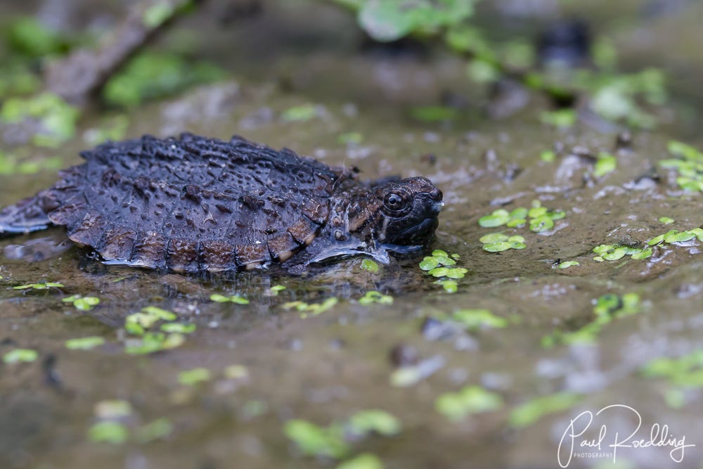 Six Easy Ways To Improve Your Macro Photography | by Paul Roedding ...