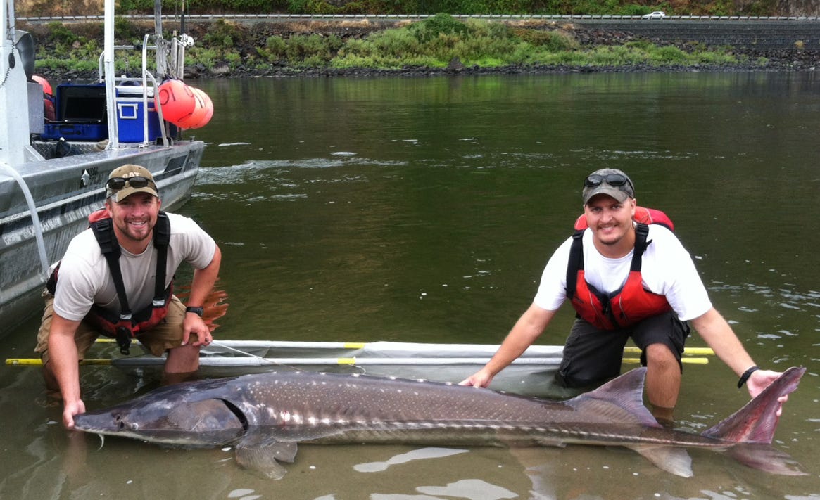 men holding a sturgeon in the water