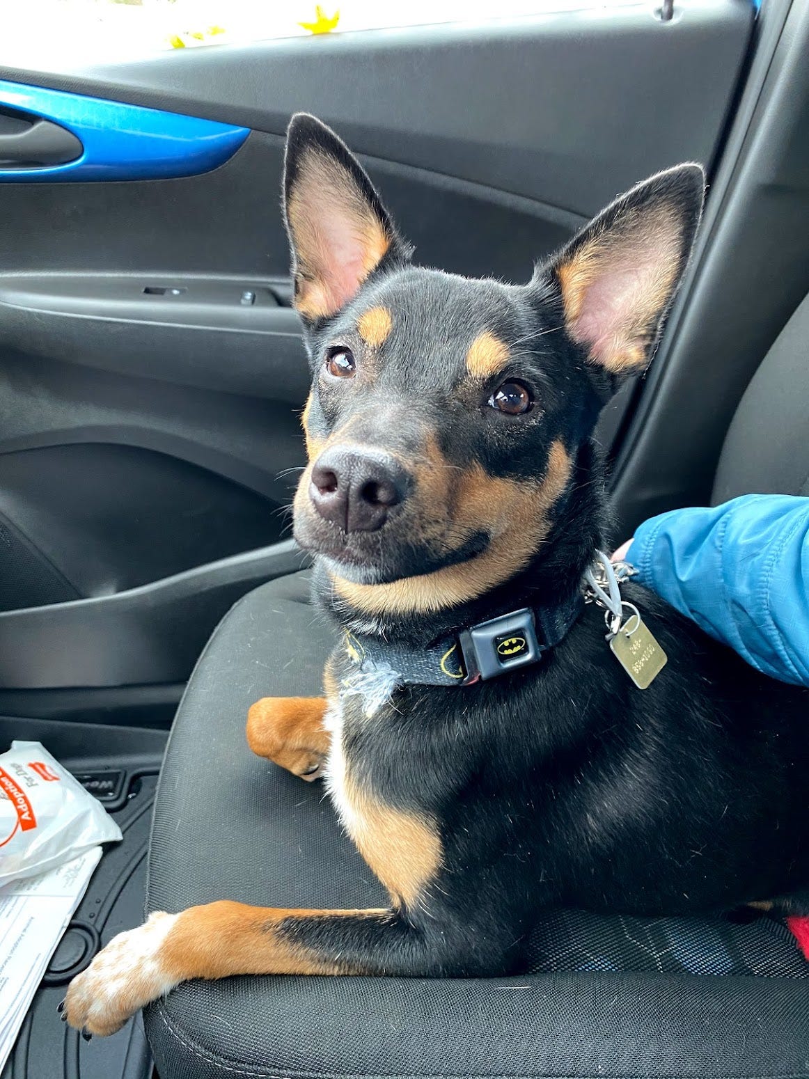 A tri-color dog with prick ears looking at the camera while sitting in the passenger seat of a car.