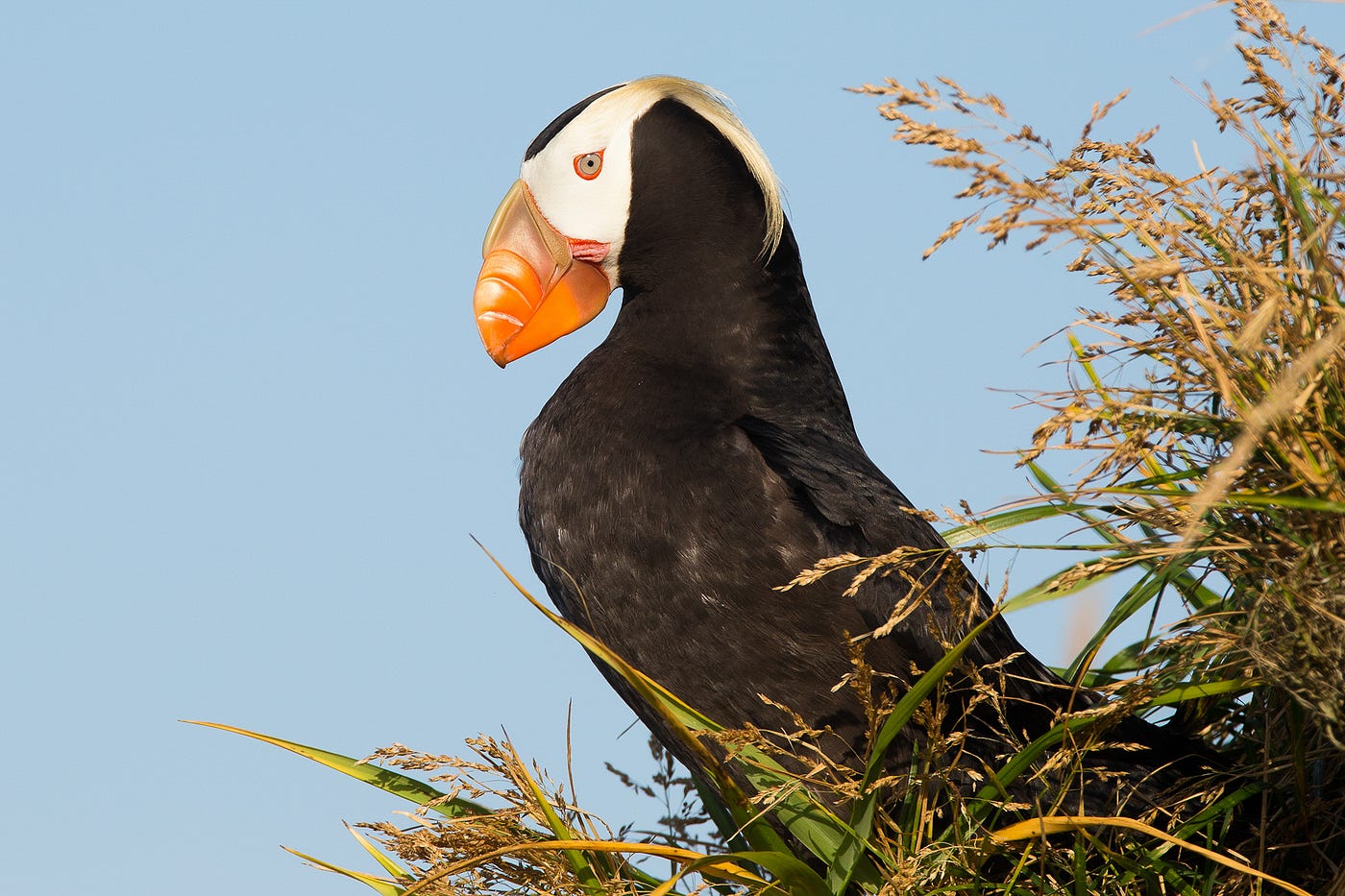 Profile of a tufted puffin