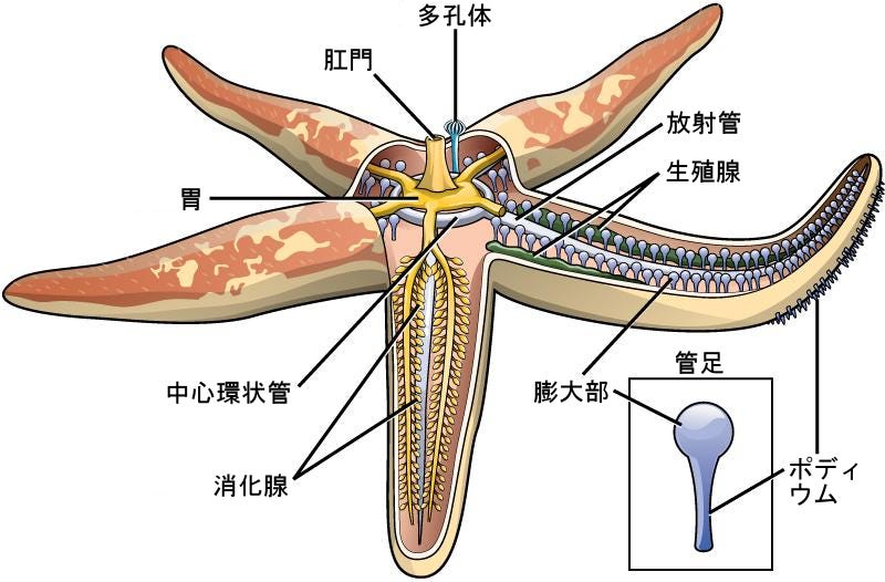 生物学 第2版 第28章 無脊椎動物 Japanese Translation Of Biology 2e By Better Late Than Never Medium
