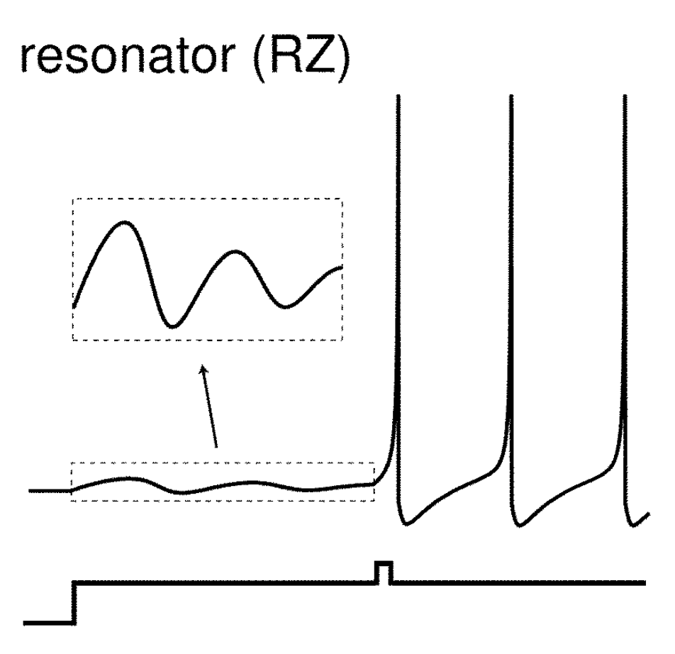 The Izhikevich Neuron Model Paper Summary “simple Model Of Spiking