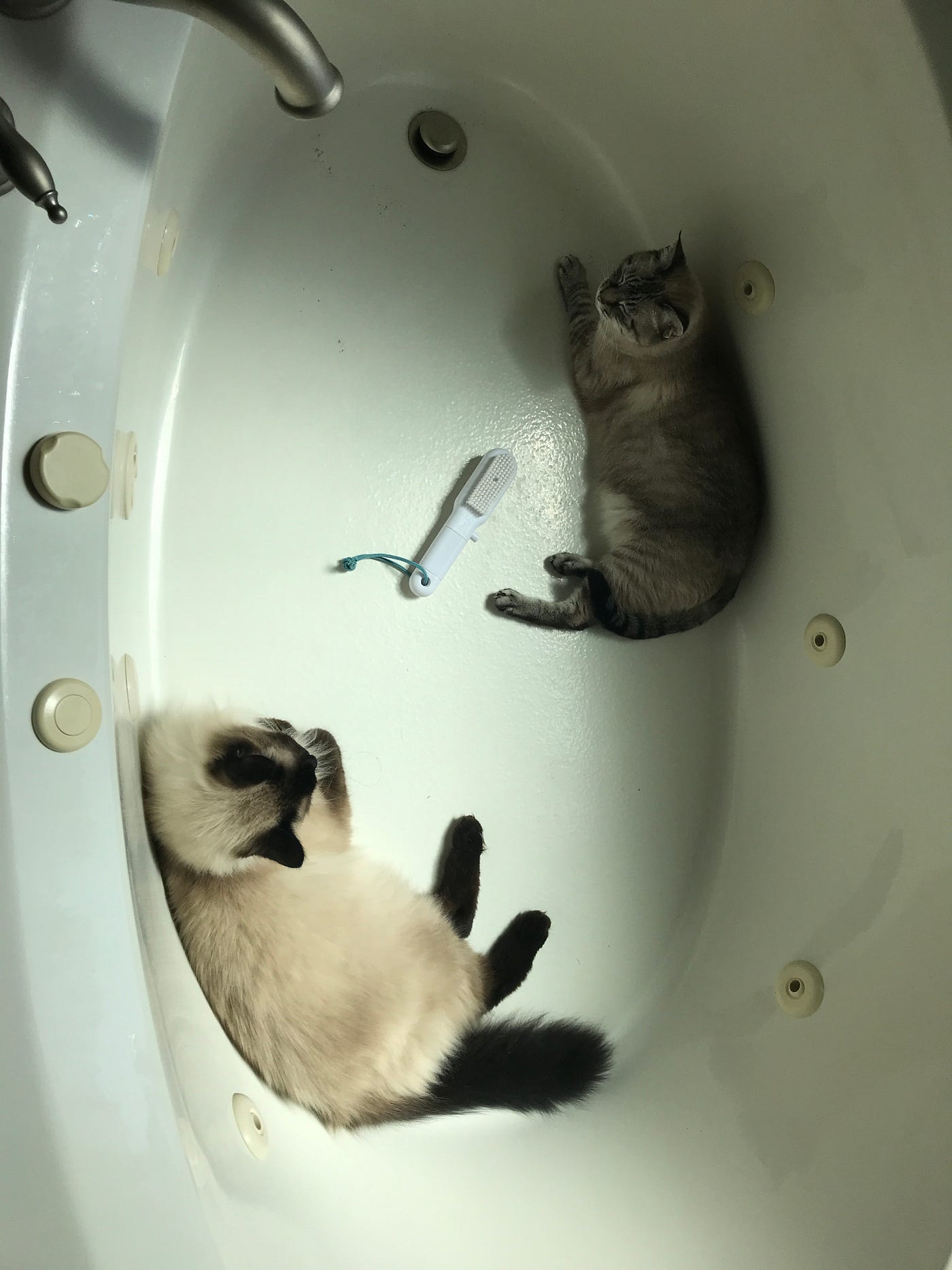 Cats in the Bathtub SNAPSHOTS Medium