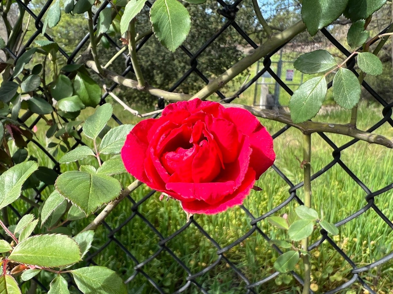 This East Bay Park is a Rose Lover's Paradise | The Bold Italic