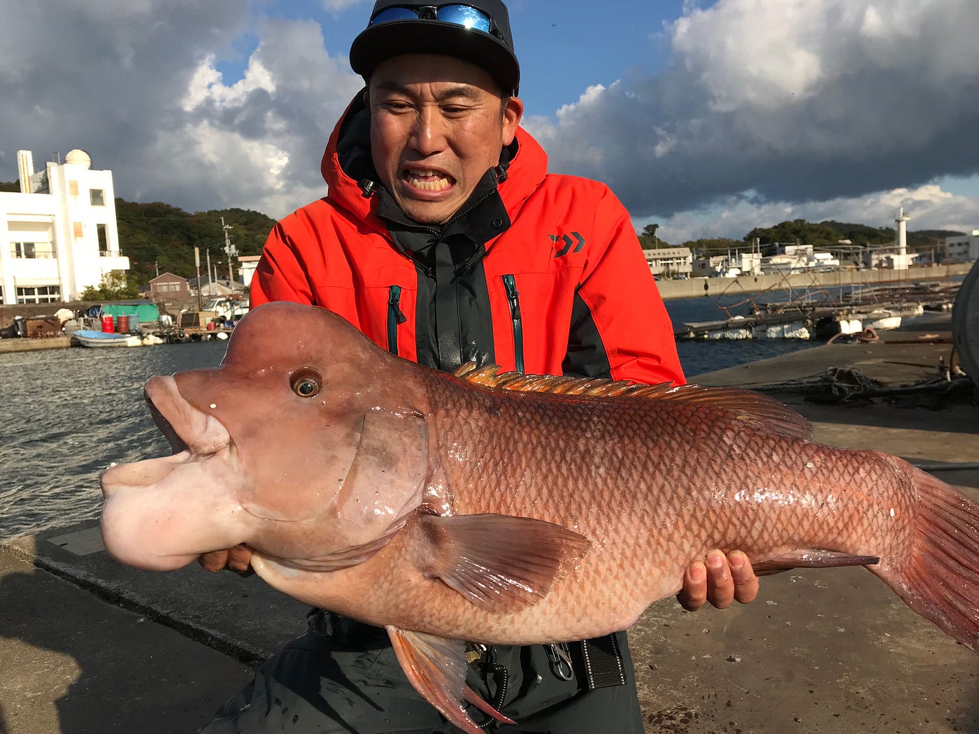 11月 鳴門のコブダイと鳴門天然温泉 淡路島や鳴門には独特の愛らしい顔をしたコブダイという魚がいます しかしそのかわい By Takao Ozawa Medium