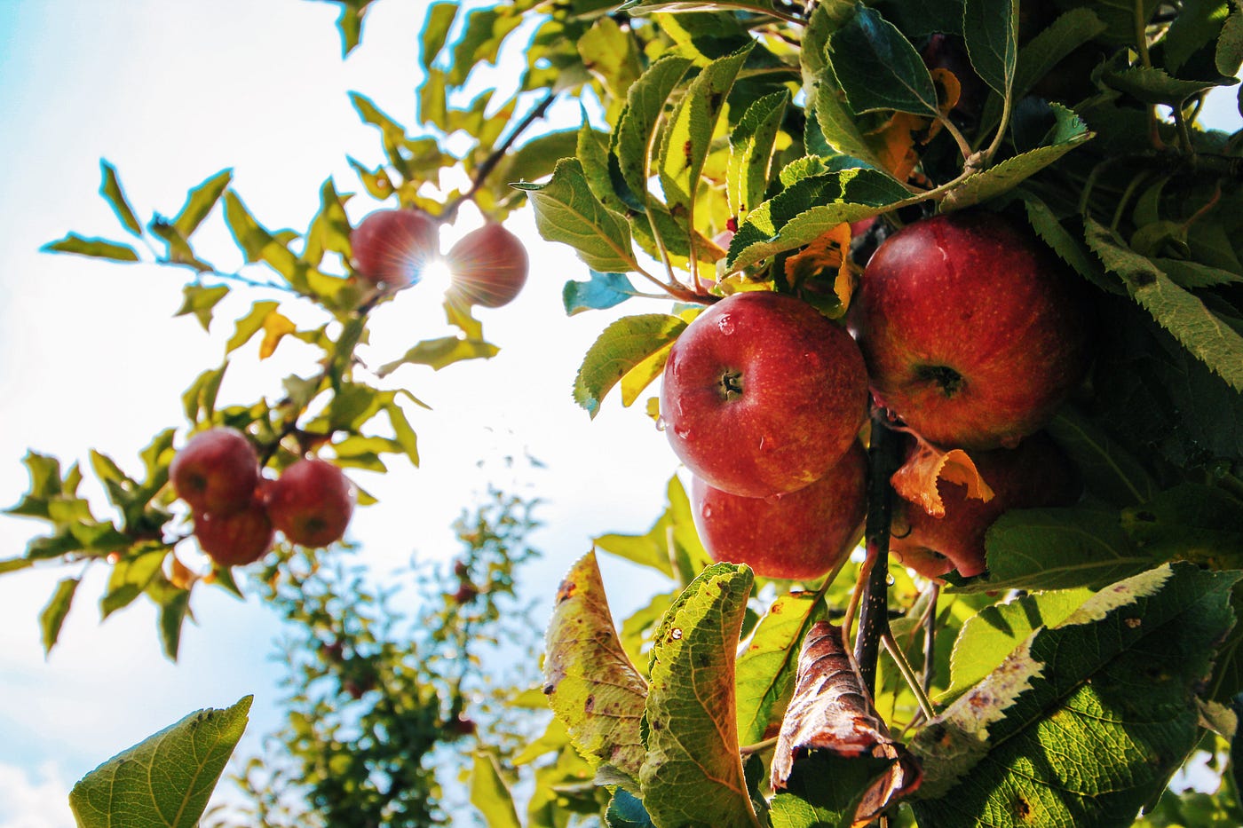 Apples growing on a tree