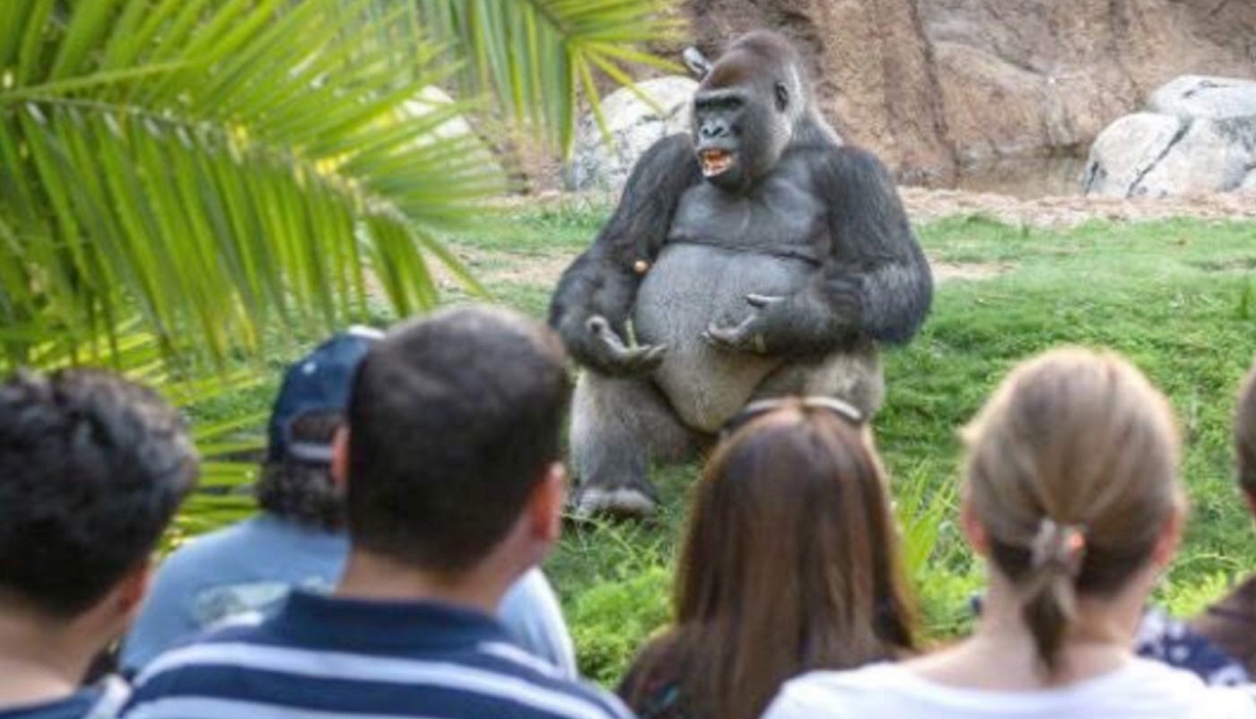 Gorilla User Testing Using Primates To