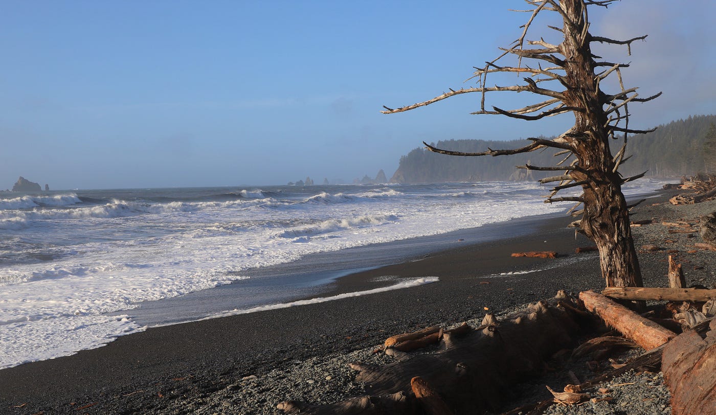 Ocean with waves, cliffs and a dead tree.