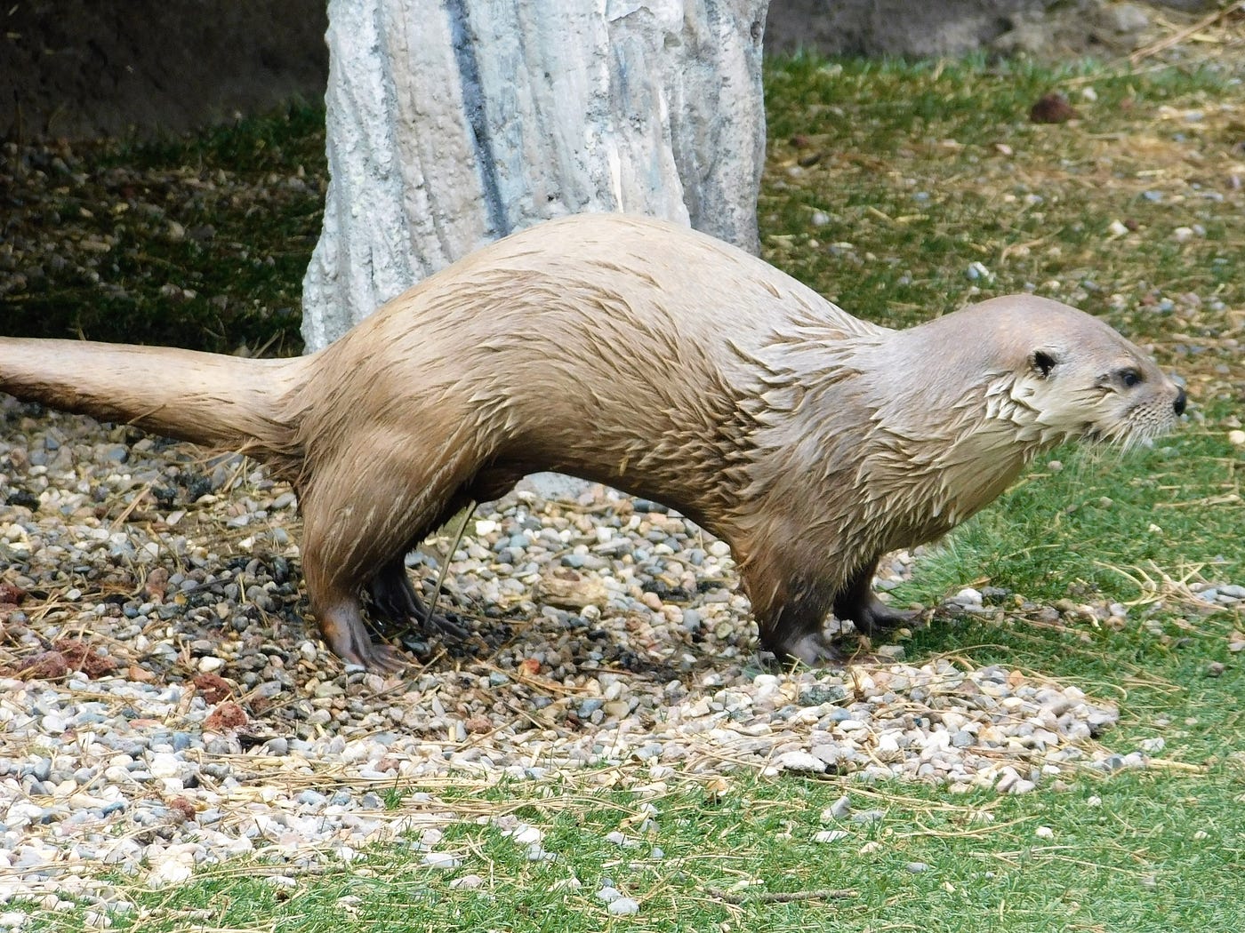 Arizona Otters. Recently I received an email from a… by Gary Every