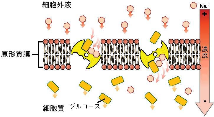 生物学 第2版 第5章 原形質膜の構造と機能 Japanese Translation Of Biology 2e By Better Late Than Never Medium