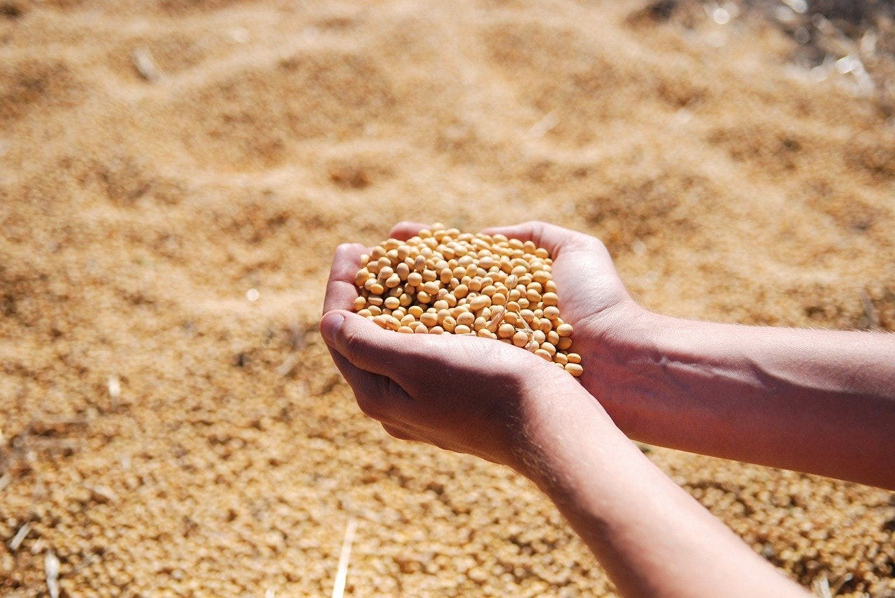 mão segura grão de soja, agricultura