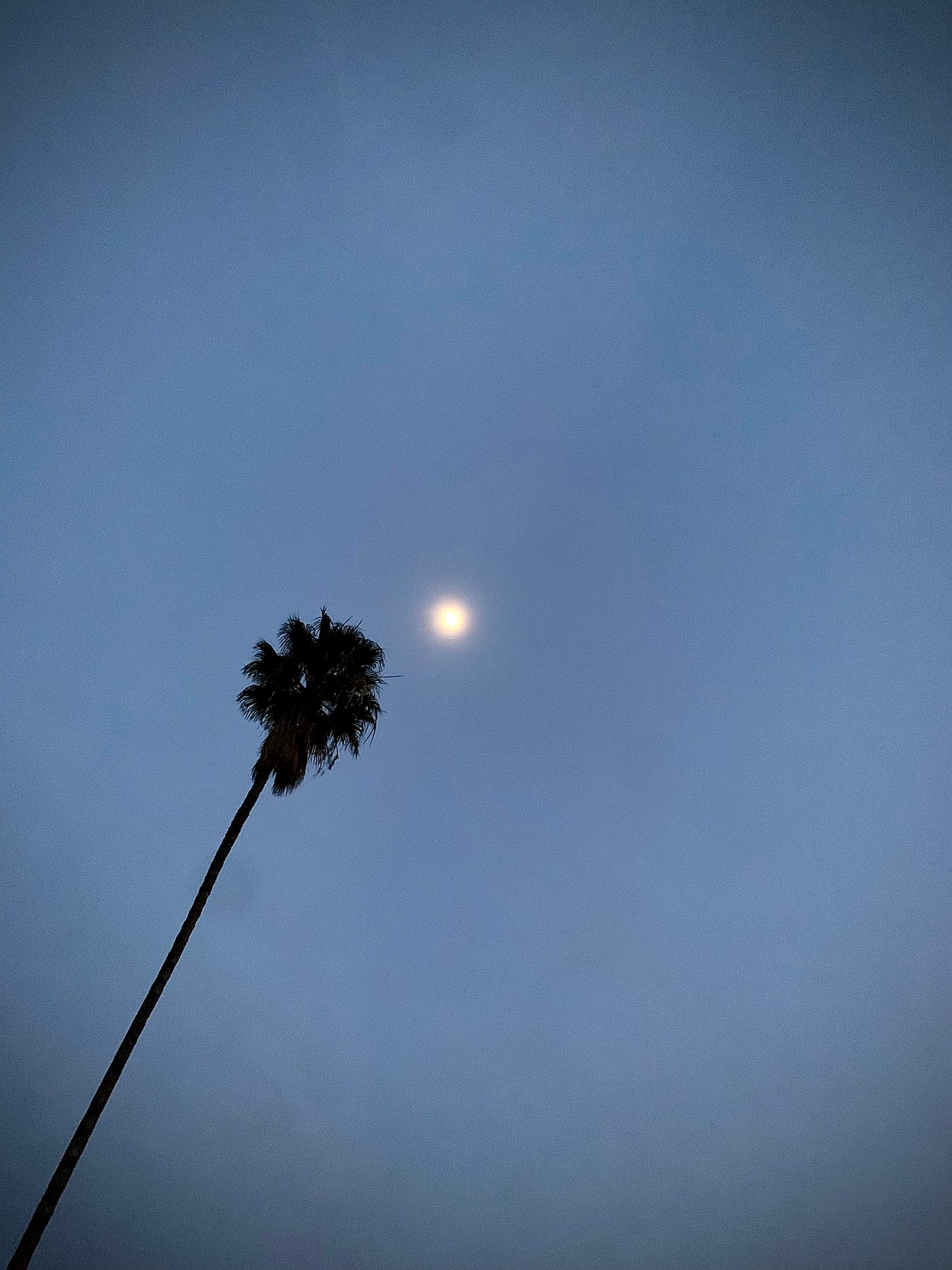 View of a single palm tree under the moon in L.A. in January 2022.