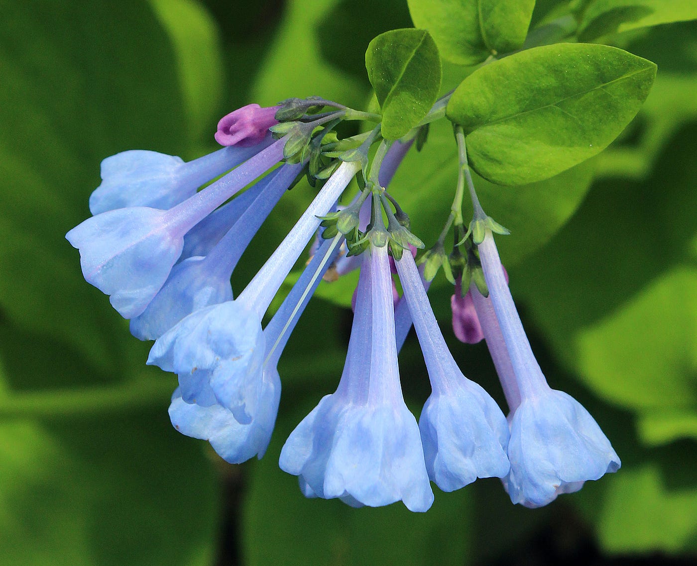 25 of the Most Beautiful Wildflowers in The Philipendium Medium