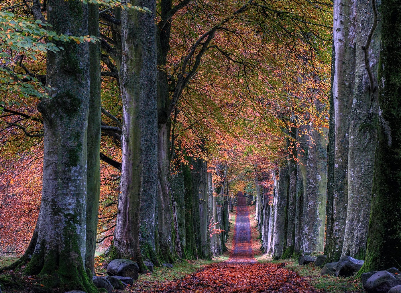 Photo of a path lined with fall beautiful bright colored leaves, cutting through a wooded area.