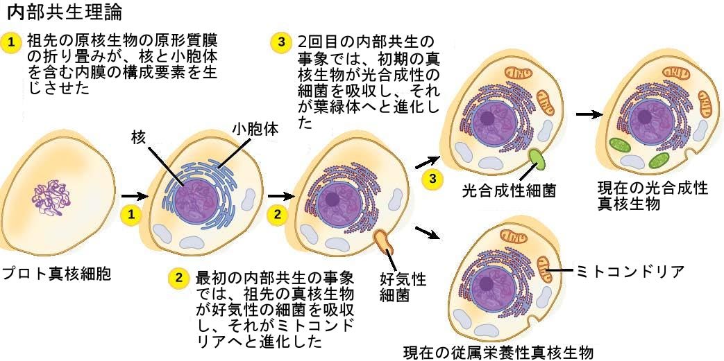 生物学 第2版 第23章 原生生物 Japanese Translation Of Biology 2e By Better Late Than Never Medium