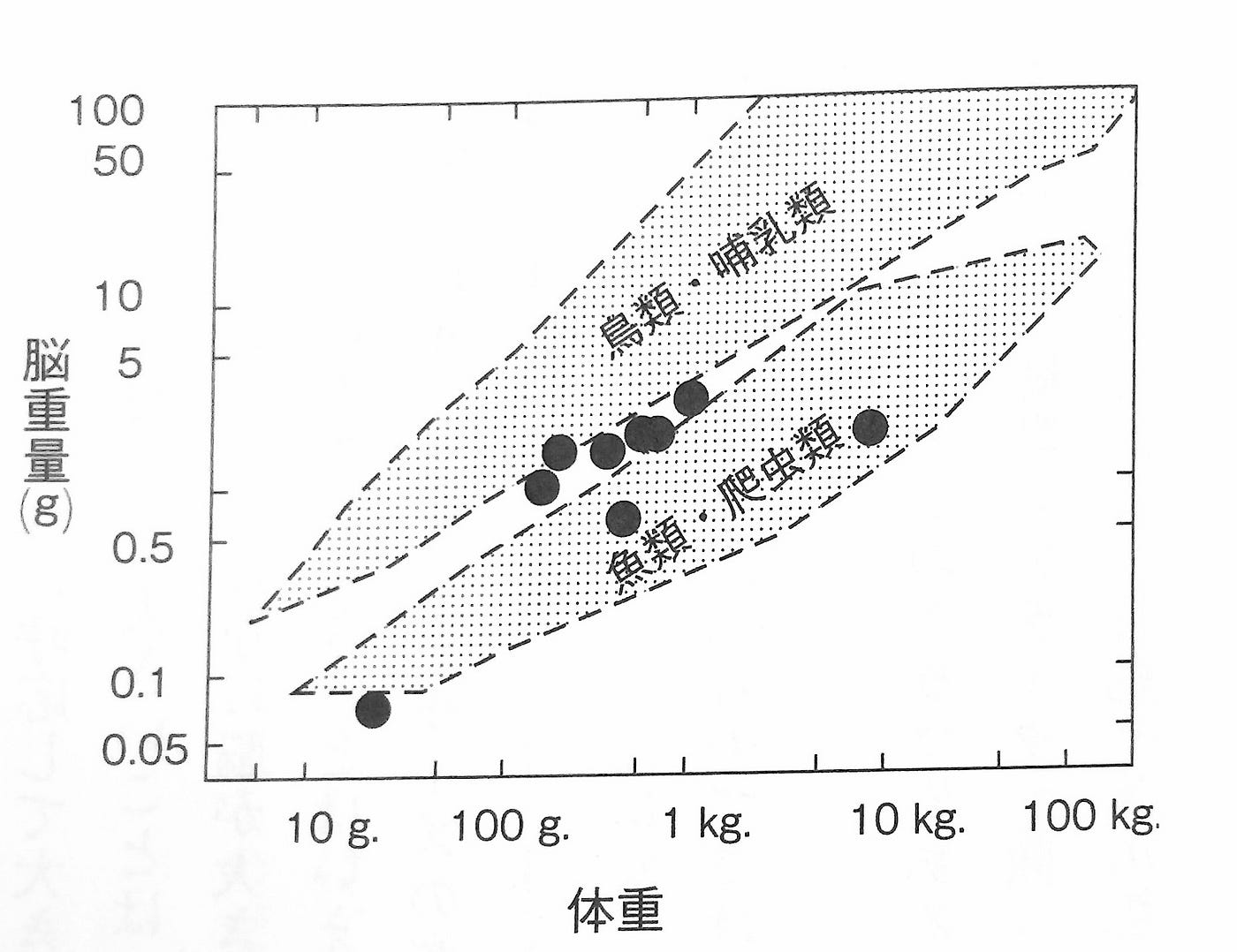 イカとタコと人工知能 最近 イカやタコのことをよく考える By Takemaru Hirai Hello My World Medium