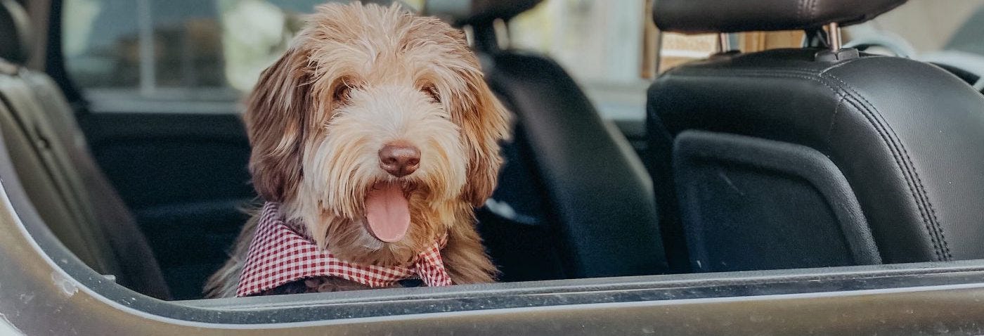 dog pictured in a car looking out the window