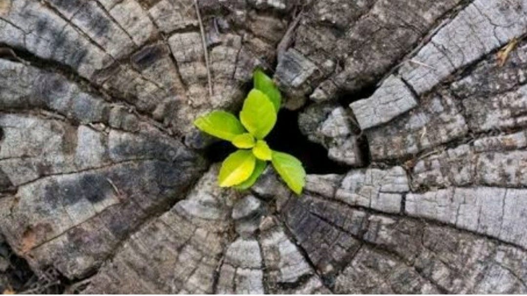 The Tree Remembers & How!. The Axe The Tree… by Savvy Raj