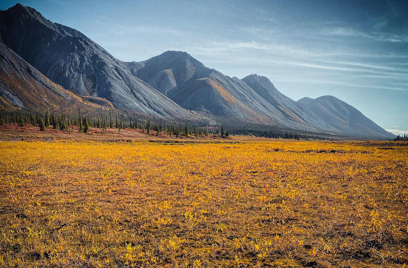 Grey mountains and a valley of yellow leaves on the tundra.