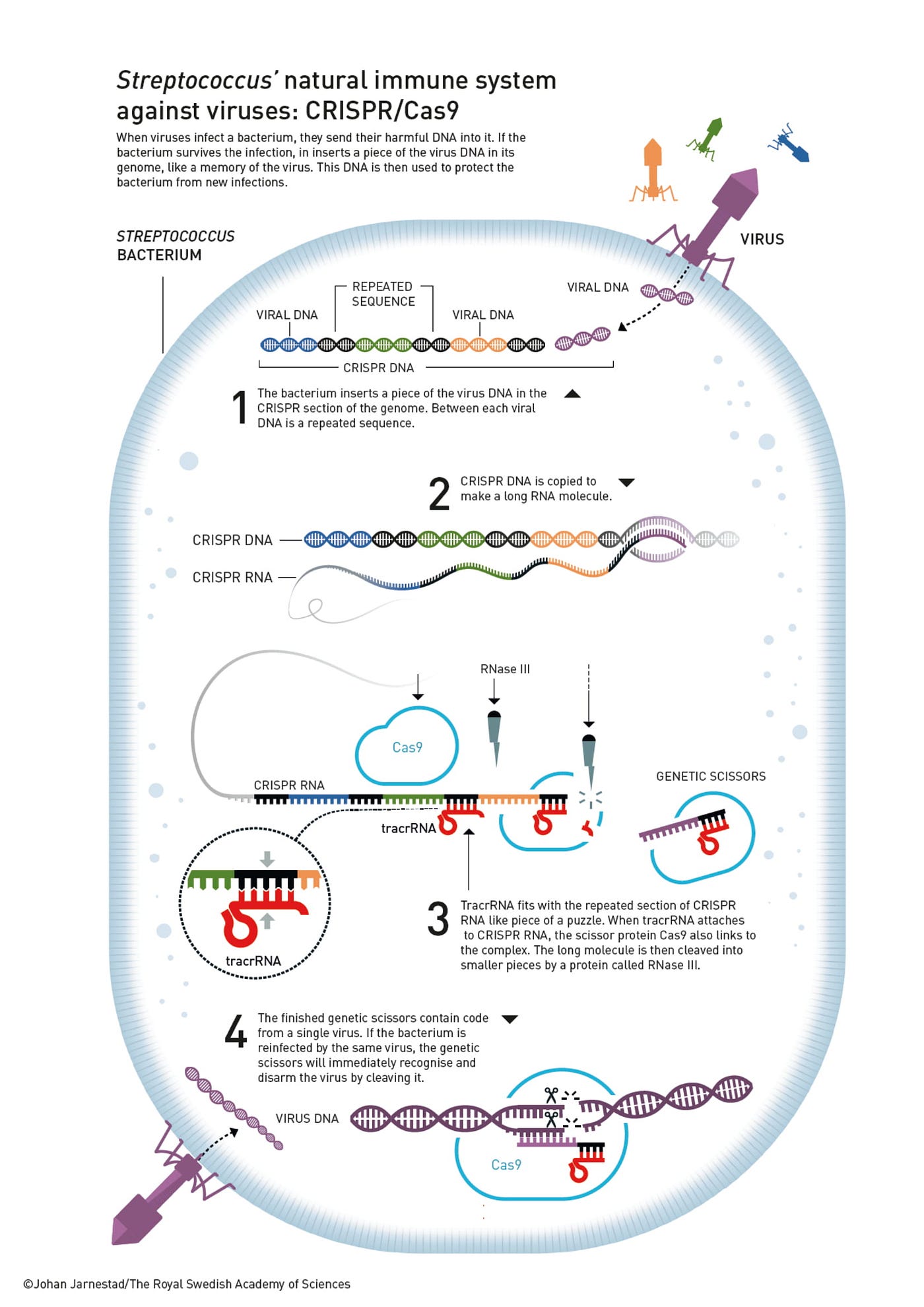 How CRISPR Works in a Bacterium