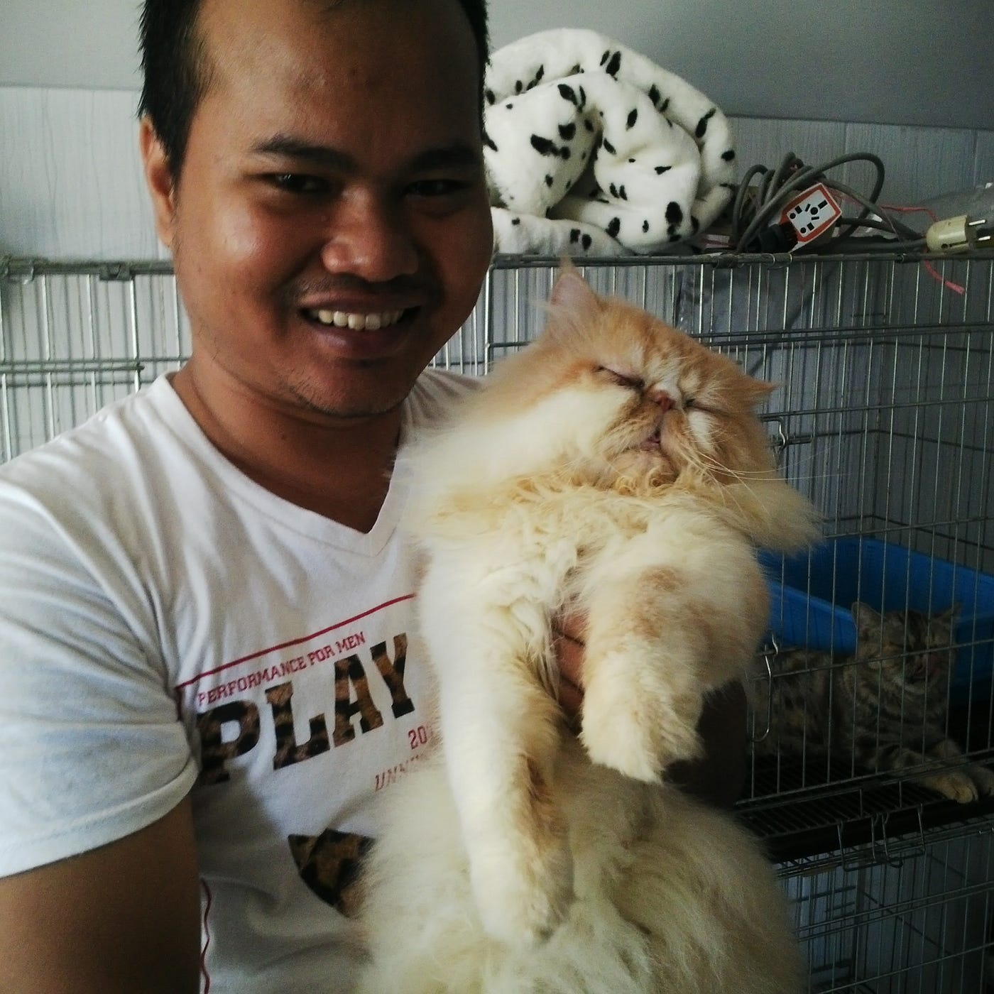 How to Keep your Cat Healthy and Live Long by Arya G Medium