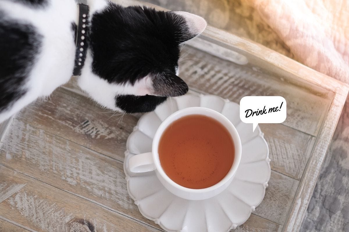 Can Cats Drink Tea?. There are conflicting views on whether… by