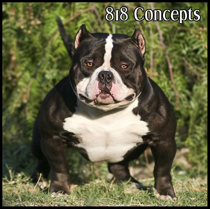 daxline kennels