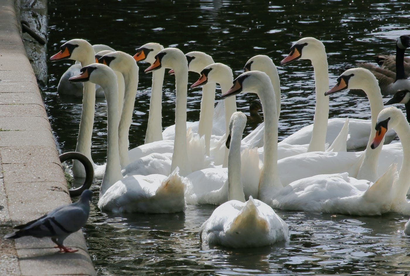Color photo of a flock of 12 white swans in a body of water, with a small black pigeon looking on from a concrete edge.