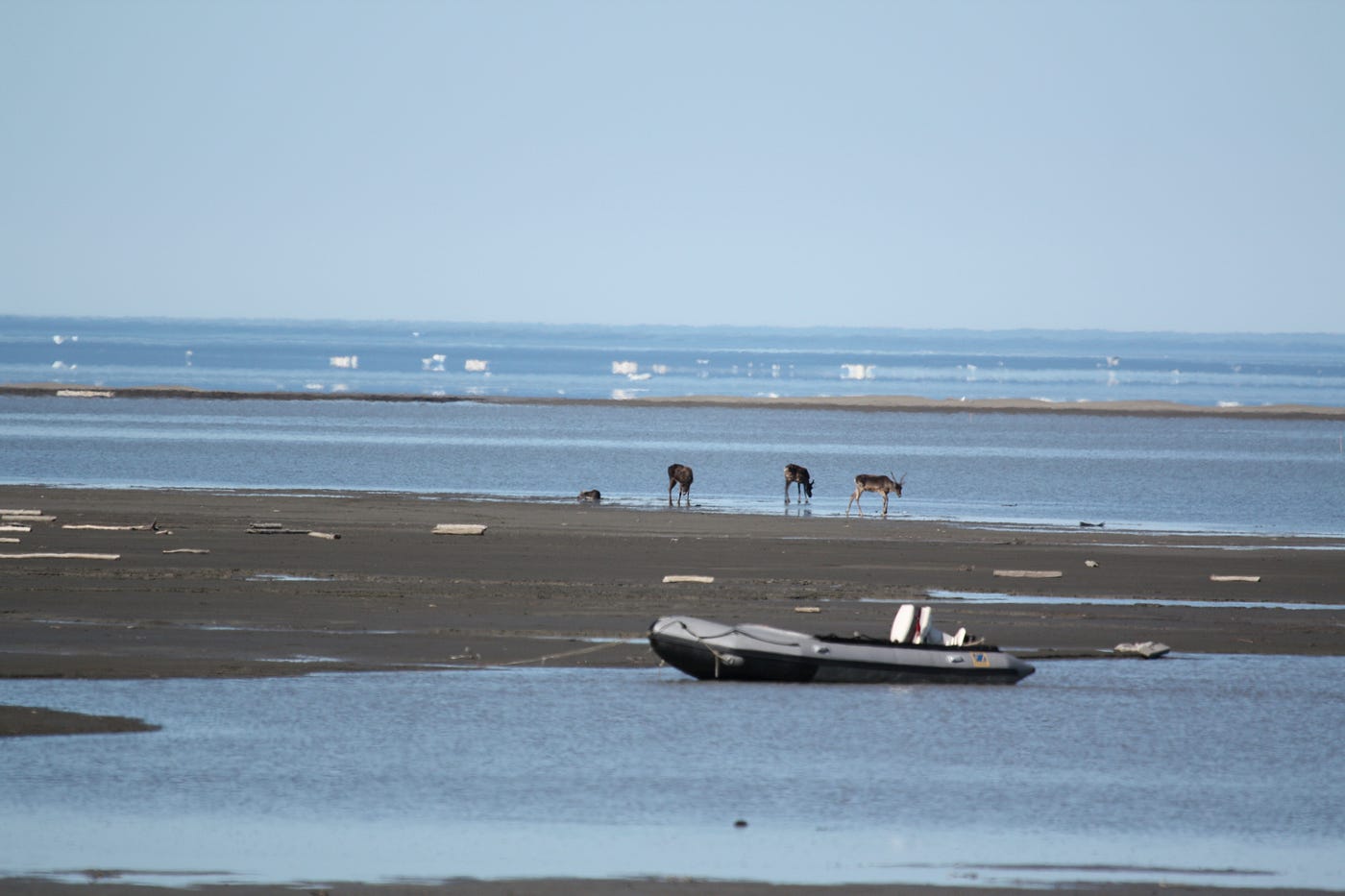 Three caribou walk along a gravel beach with a small skiff in the foreground and open ocean with ice chunks in the background.
