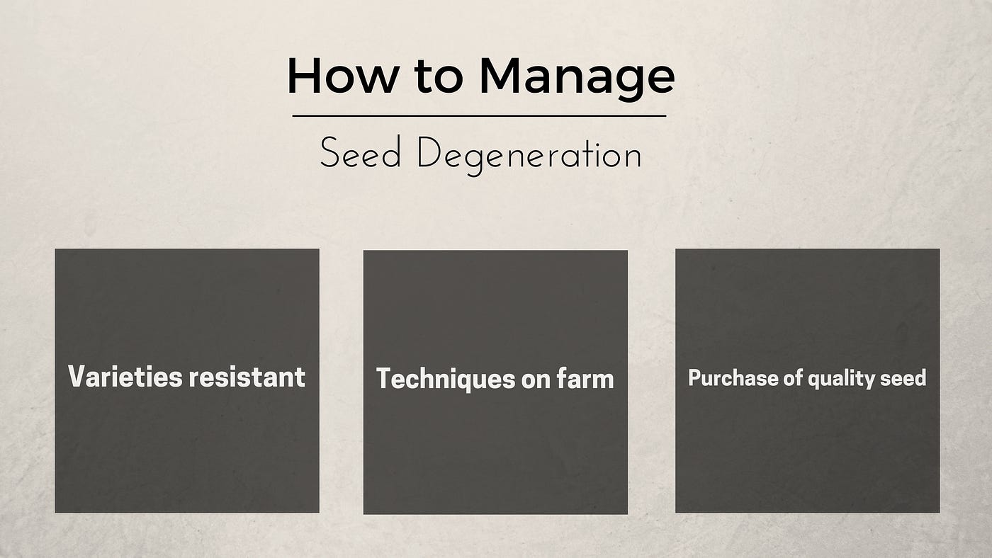 How To Increase Potato Production Using Simple Techniques Or How To Manage Potato Seed Health By Jorge Luis Alonso G Medium How To Increase Potato Production Using Simple Techniques Or How To Manage Potato Seed Health By Jorge Luis Alonso G Medium
