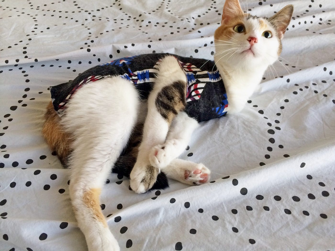 makeshift e collar