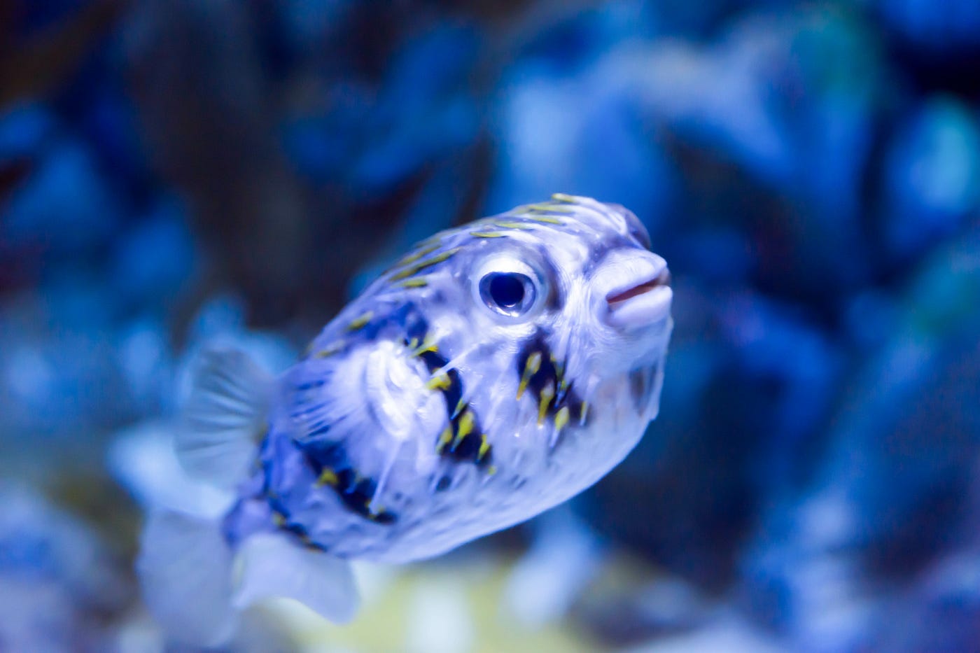 Meet the Pufferfish. Ahoy Mateys, join us at the Adventures… | by ...