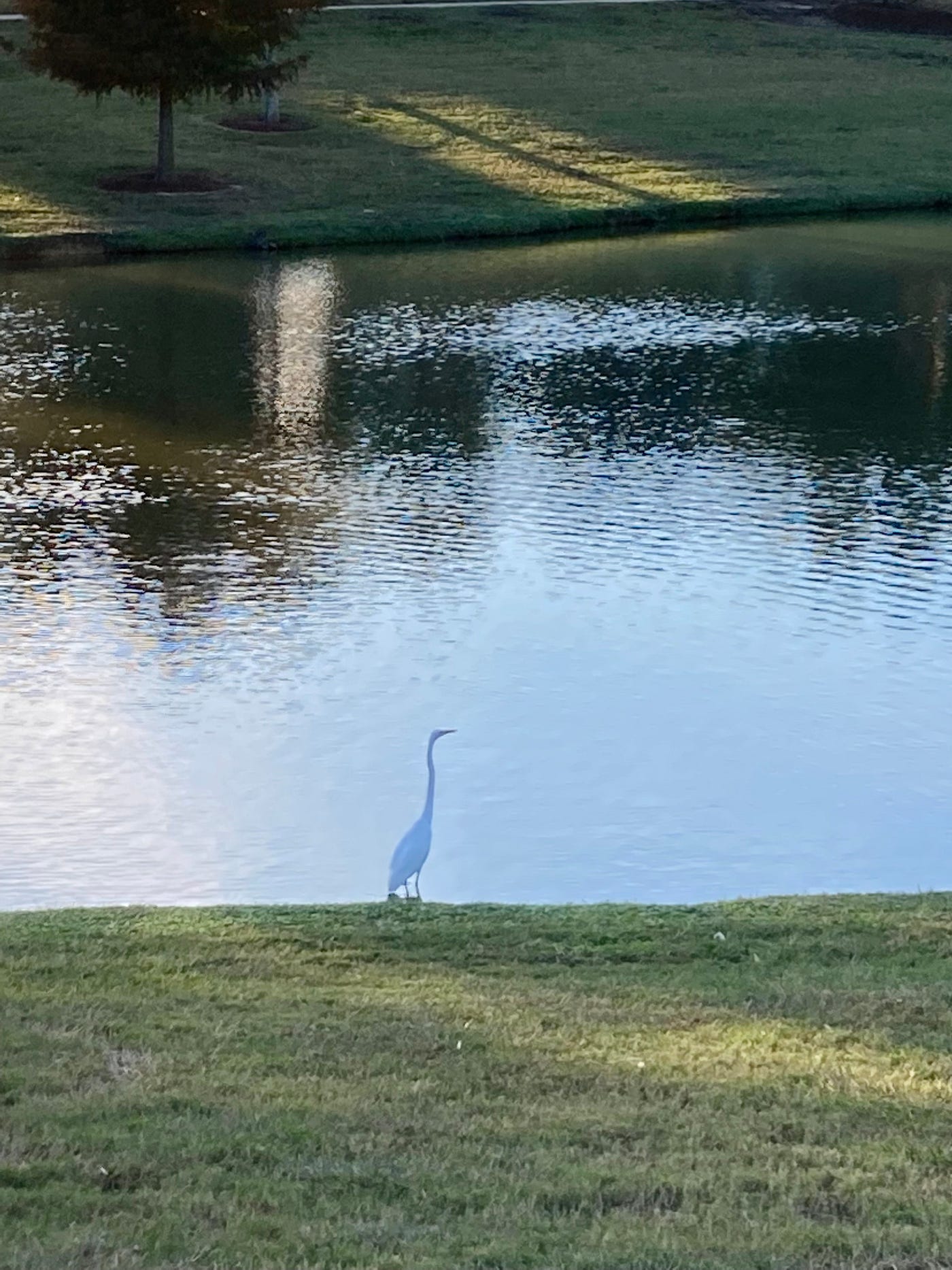 Egret by the lake