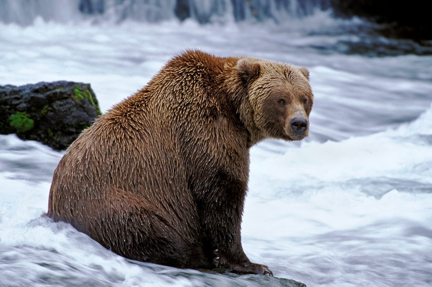 Fishing bear, sitting on the job