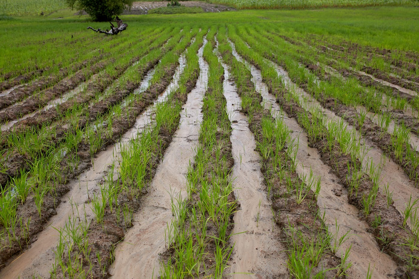 5 Tips How to Survive the Rainy Season in Ghana by Ignitia Weather