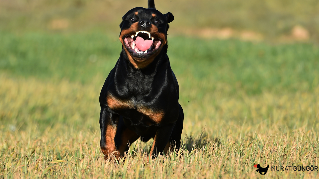 Eğitmen Murat GÜNGÖR Köpek Eğitim Merkezi İstanbul – Medium