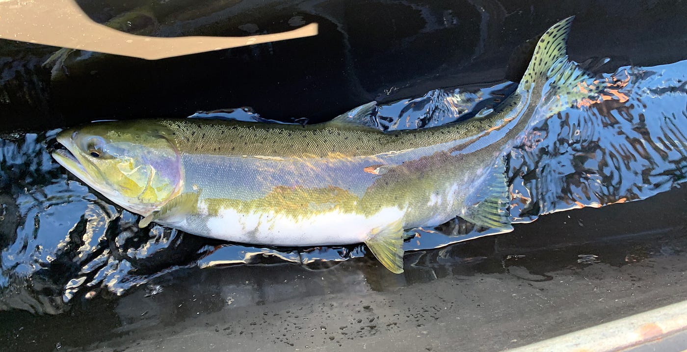 A closer look at a female pink salmon discovered at Dryden Dam, showing the classic marks and coloring of her species. Photo by Julia Pinnix/USFWS