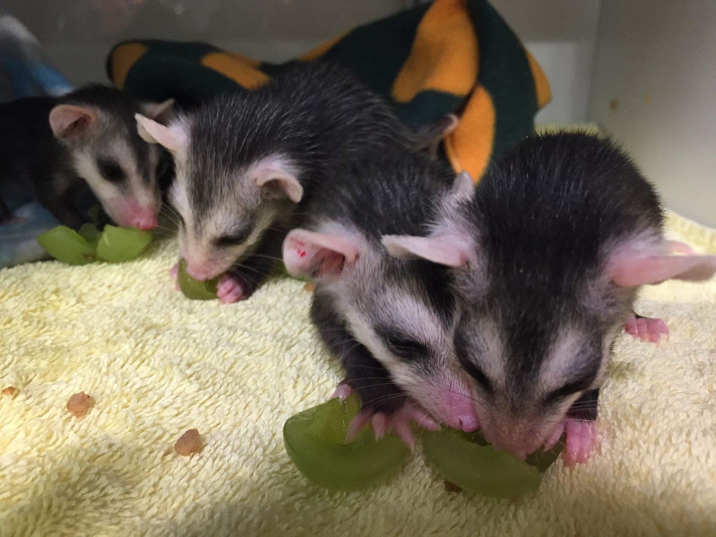 Baby Opossums Found Inside Mother S Pouch After Car Strike By Conservancy Of Swfl A Week Inside The Von Arx Wildlife Hospital Medium