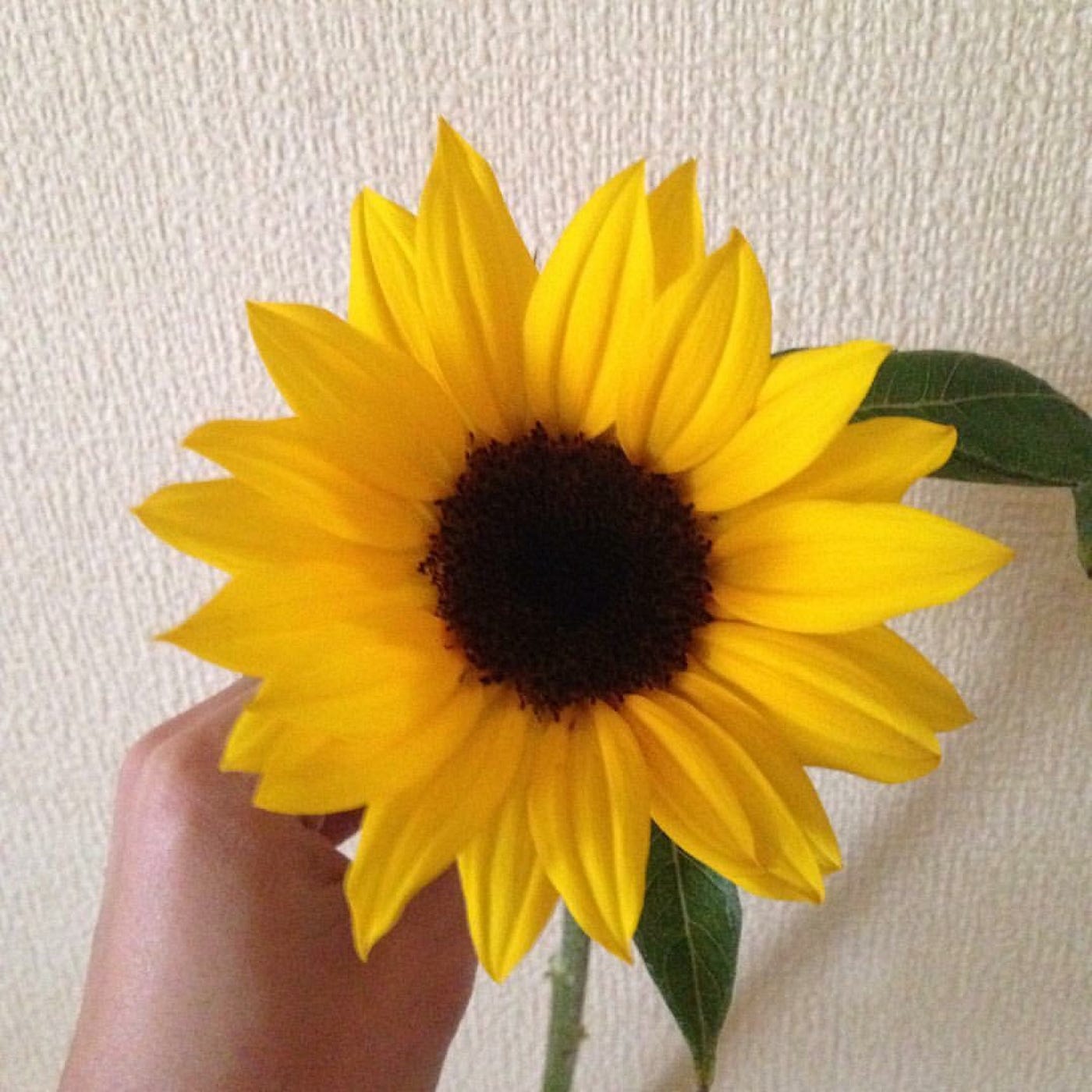 恋とお花 ちょうど1週間前 小さな花束をなんとなく買って帰った 花を長くもたせられないタイ By まつゆう Matsu You Medium 恋とお花 ちょうど1週間前 小さな花束をなんとなく買って帰った 花を長くもたせられないタイ By まつゆう Matsu You Medium