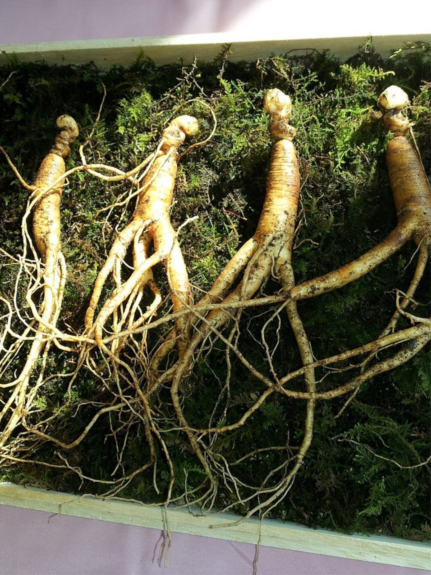Color photo of a few healthy-sized ginseng roots displayed in a planter box of soil.