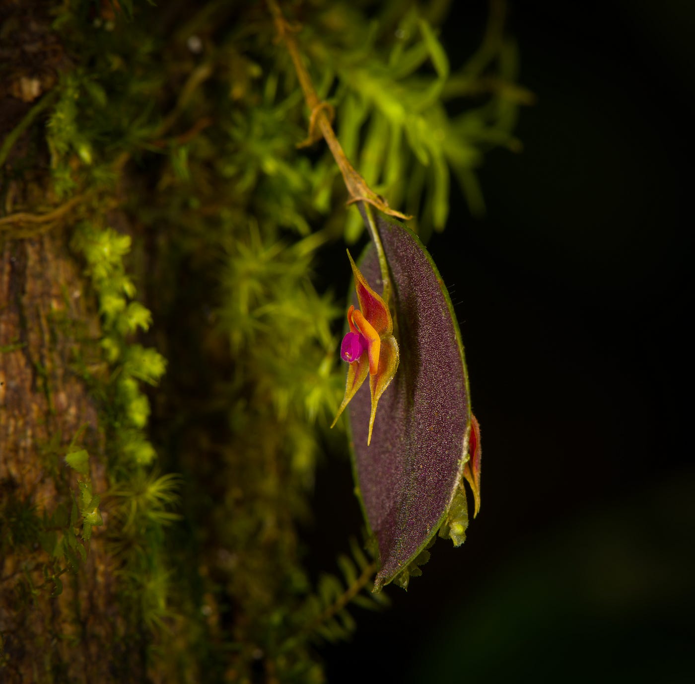 Ecuador 2021 Travel Report. Update (May 2022): all photos of the… | by Ferdy  Christant | Ferdy Christant