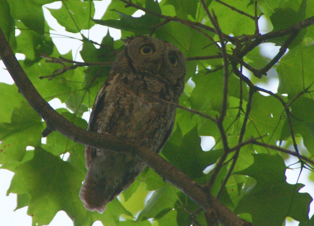 Critter Crazy!. What is a farm without animals? For me… by Terri May