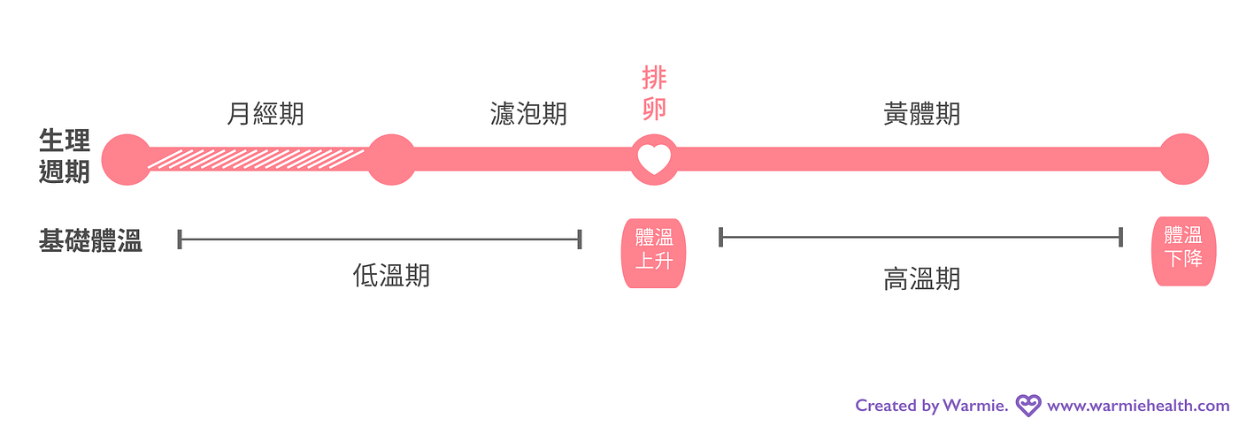 淺談基礎體溫 當卵巢排卵後產生 黃體素 會刺激 下視丘 的體溫調節中樞 基礎體溫將出現高低溫兩 By Warmie Medium 淺談基礎體溫 當卵巢排卵後產生 黃體素 會刺激 下視丘 的體溫調節中樞 基礎體溫將出現高低溫兩 By Warmie Medium
