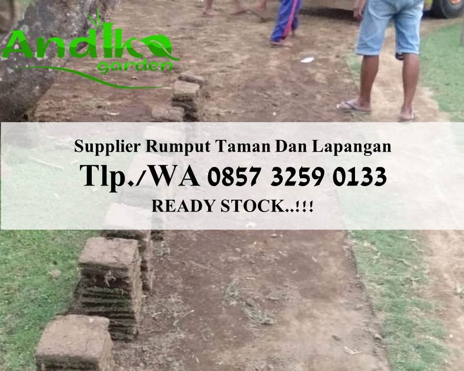Jasa Tanam Rumput Jepang Wa 62 857 3259 0133 Medium